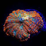 Caribbean Crush Rhodactis