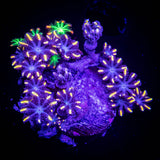 Orange Tip Clove Polyps
