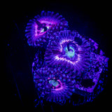 Pink Constellation Zoas