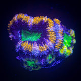 Alien Eye Acan