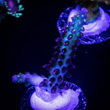LRO Glowbug Acro