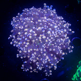 Peach Tip Frogspawn