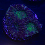 Teal Eye Echinata