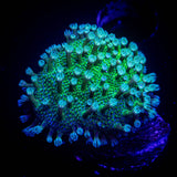 Teal Toadstool