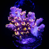 LRO Yellow Jacket Acro