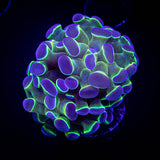 Oddball Hammer