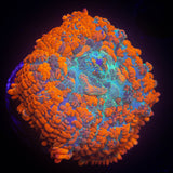 LRO Magma Rhodactis HOT HOT