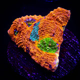 LRO Rajun Cajun Echinata