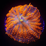 LRO Agent Orange Rhodactis SUPER BRIGHT