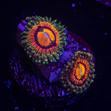 Rainbow Incenerator Zoas
