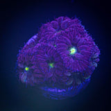 Hyperberry Blasto