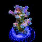 LRO Tangerine Dreams Acro HOT HOT