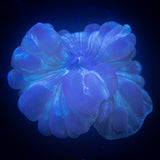 Fox Coral