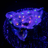 PEA Scrolling Cyphatsrea RARE
