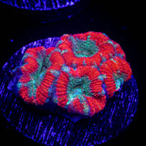 Christmas Micromussa