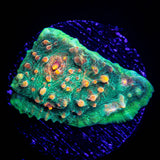 LRO Fukushima Chalice