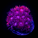 LRO Bicolor Goni