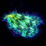 Neon Mouth Diaseris