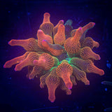 ECC Nexus Burst Anemone