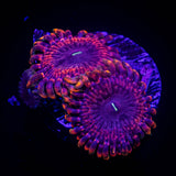 Fairy Fart Zoas