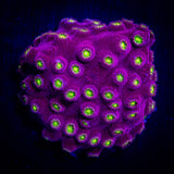 Bling Bling Cyphastrea