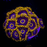 Blue Hornet Zoas