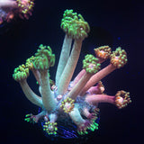 LRO Rose Petal Goni