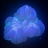 Fox Coral
