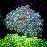 Peach Tip Octospawn