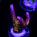 PC Rainbow Acro