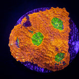 LRO Rajun Cajun Echinata