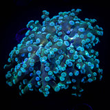 Teal Frogspawn