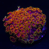 LRO Captain Crunch Bernardpora