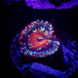 Seduction Zoas