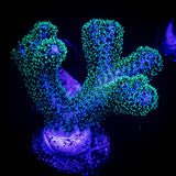 Pocillopora
