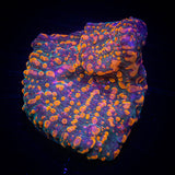 CC Cloudberry Chalice