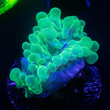 Pearl Bubble Coral