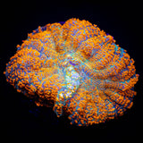 Caribbean Crush Rhodactis