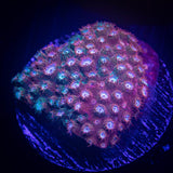 JF Fender Bender Cyphastrea