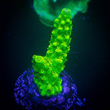 Bali Green Slimer