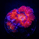 Magma Acan