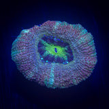 LRO Fruit Tart Asian Acan