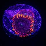 Fairy Fart Zoas