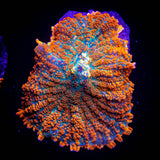 Caribbean Crush Rhodactis