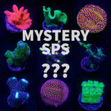 Mystery SPS