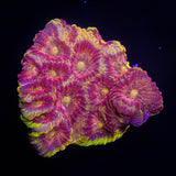 WWC Blood Diamond Favia