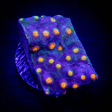 LRO Rainbow Madness Cyphastrea