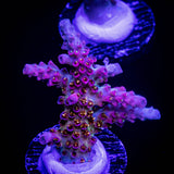 WWC Jello Shot Acro