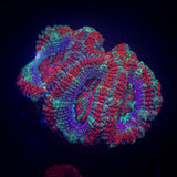 Razzleberry Acan