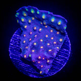 PEA Scrolling Cyphastrea RARE